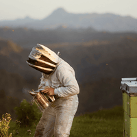 Egmont Honey Reinheit und Nachhaltigkeit - Ein Imker in Neuseeland