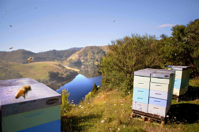 Professionelle Comvita Imker, die Bienenstöcke betreuen